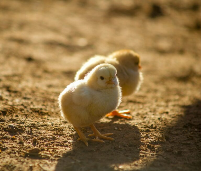 two yellow chicks on ground